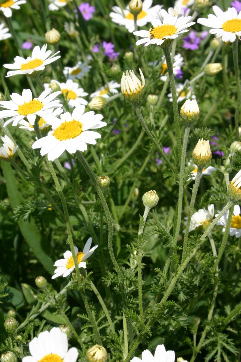 Austrian Chamomile photo 4