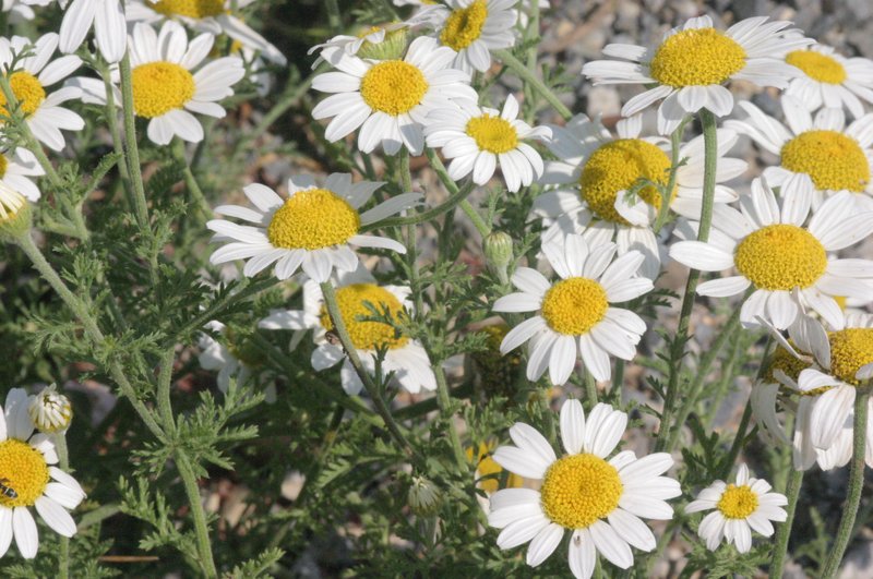 Austrian Chamomile
