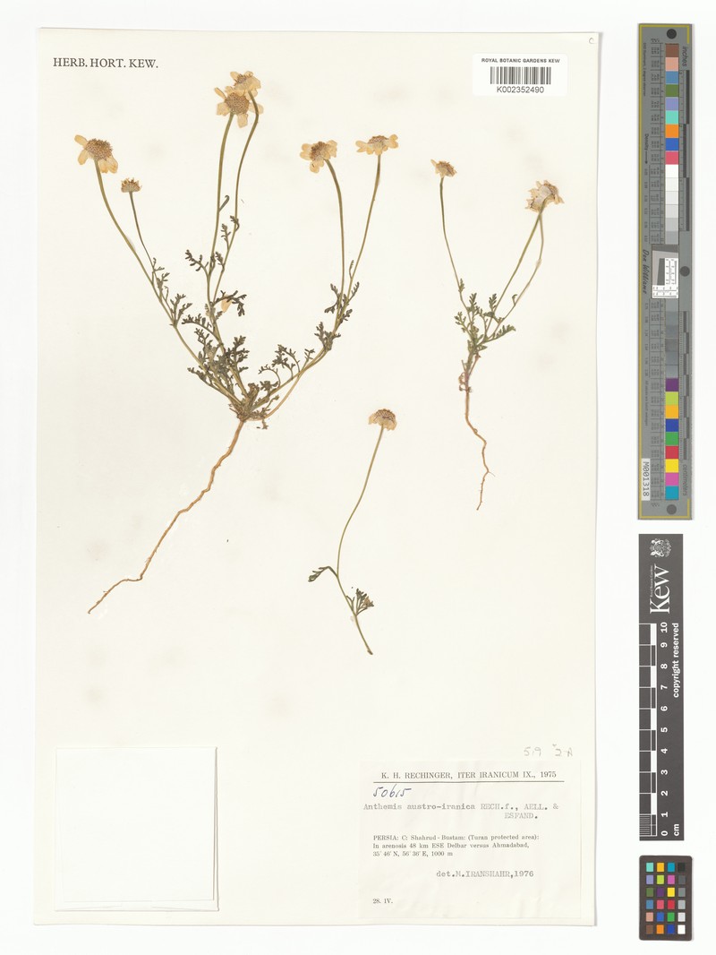 Anthemis austroiranica