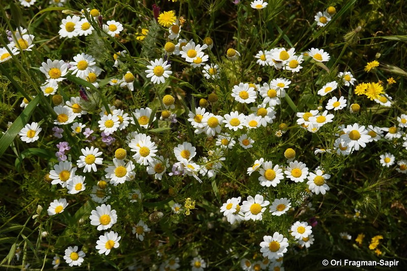 Anthemis bornmuelleri