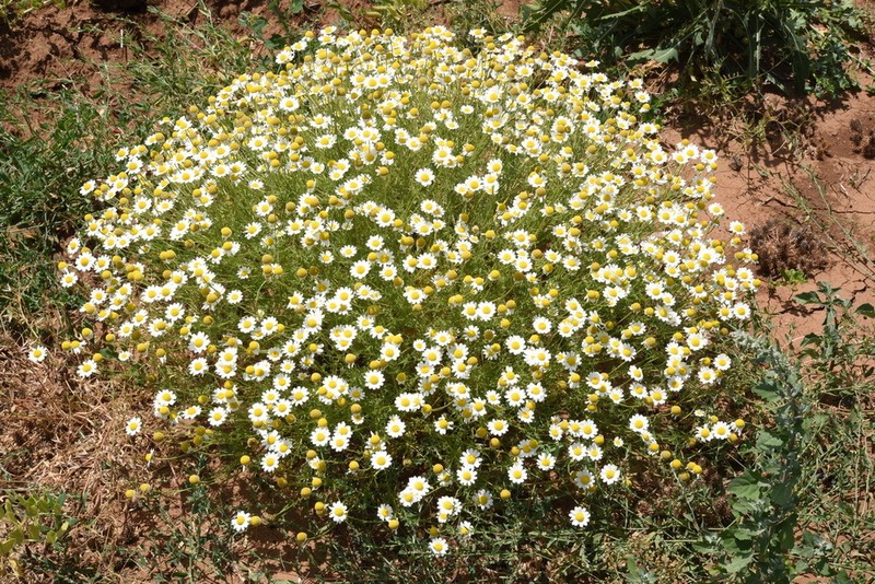 Anthemis bornmuelleri photo 2