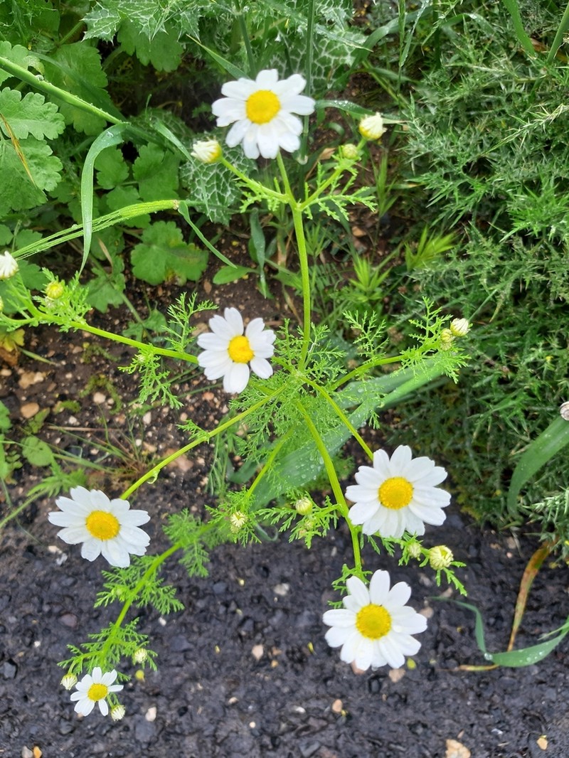 Anthemis bornmuelleri photo 3