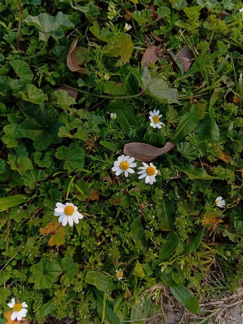 Anthemis bornmuelleri photo 4