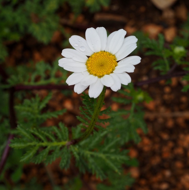 Anthemis bornmuelleri photo 5