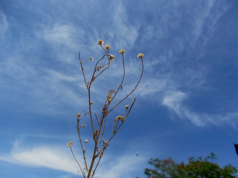 Anthemis bornmuelleri photo 6