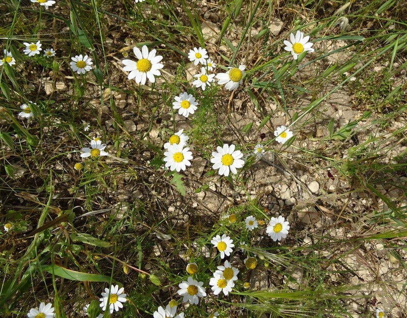 Anthemis bornmuelleri photo 8