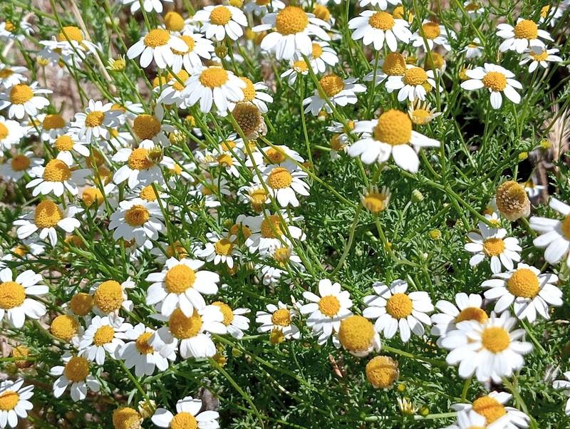 Anthemis bourgaei