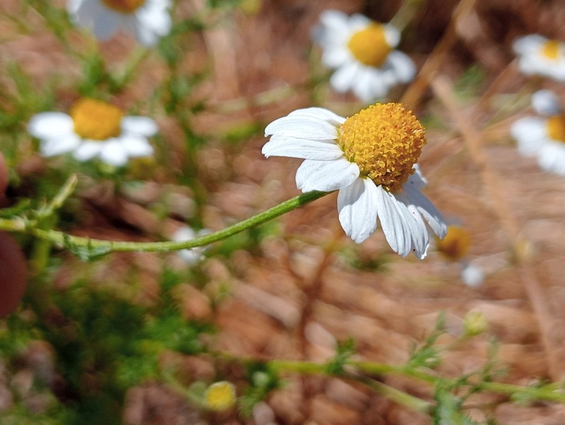 Anthemis bourgaei photo 2