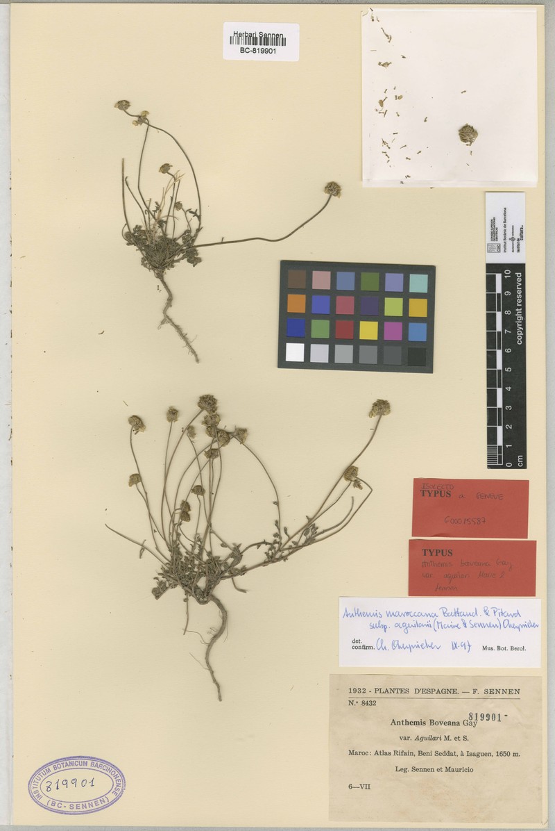 Anthemis boveana