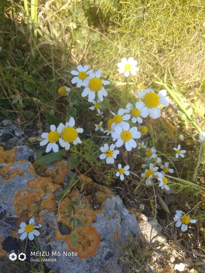 Anthemis brachycarpa photo 3