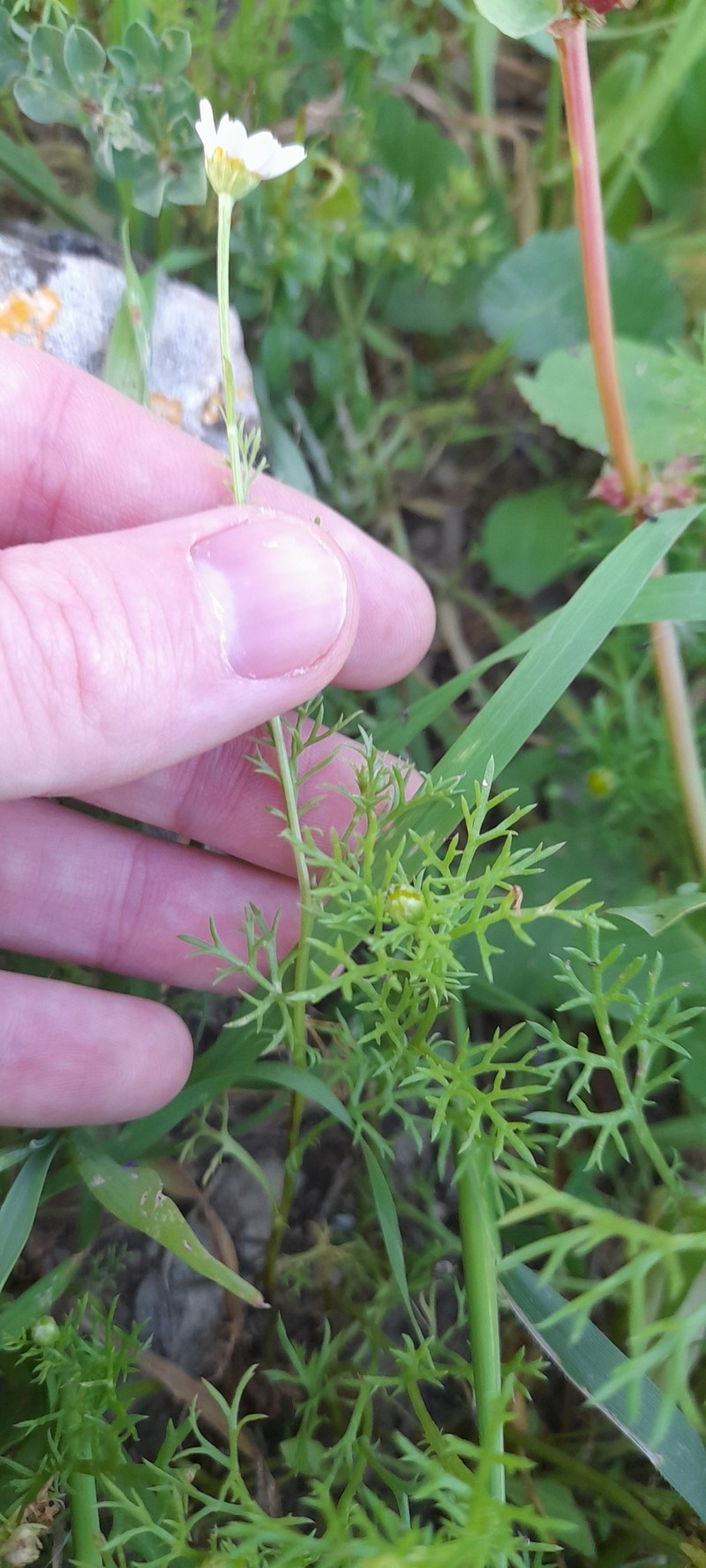 Anthemis brachycarpa photo 4