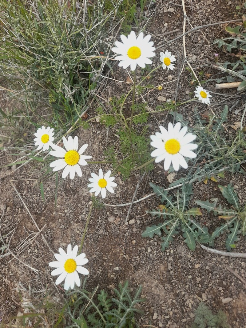 Anthemis brachystephana