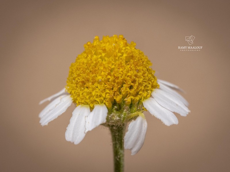 Anthemis breviradiata