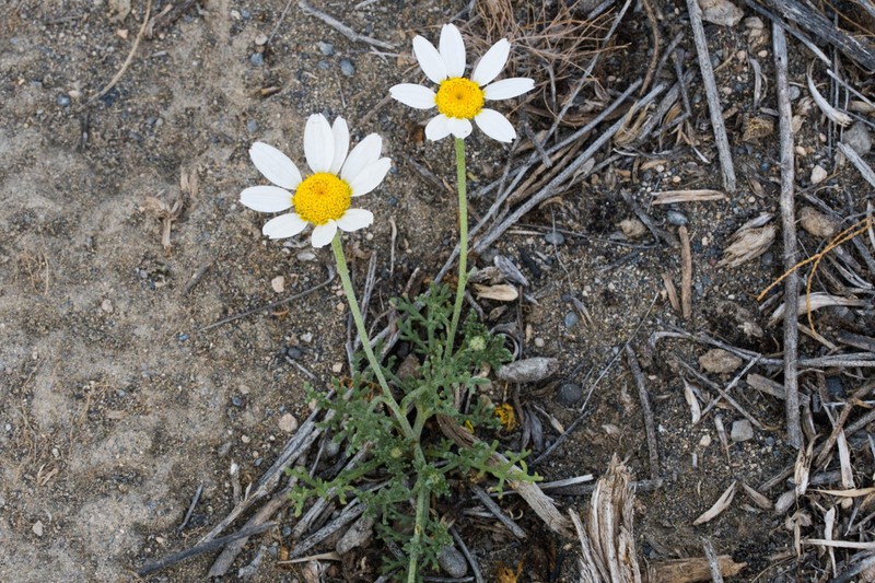 Anthemis candidissima photo 5