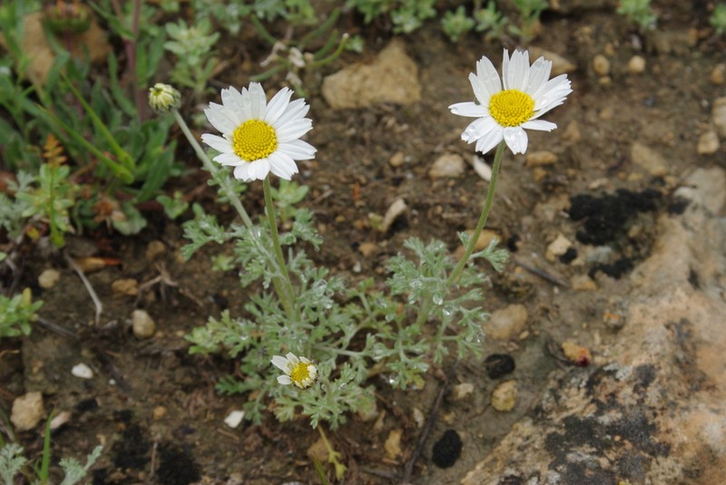 Anthemis candidissima photo 6
