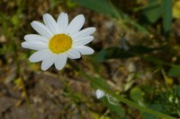 Anthemis candidissima