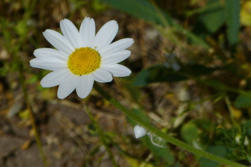 Anthemis candidissima photo 3