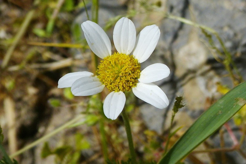 Anthemis candidissima photo 4