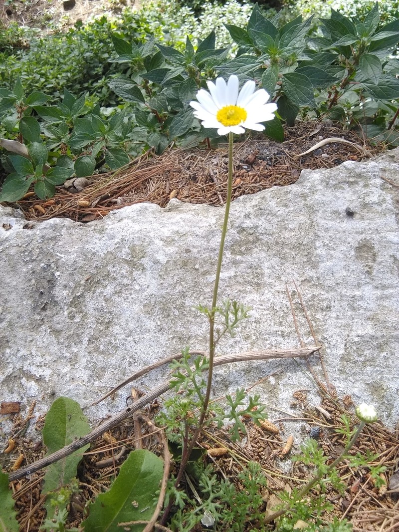 Anthemis chia