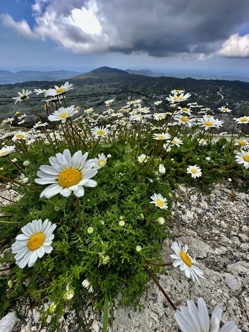 Anthemis chia photo 2