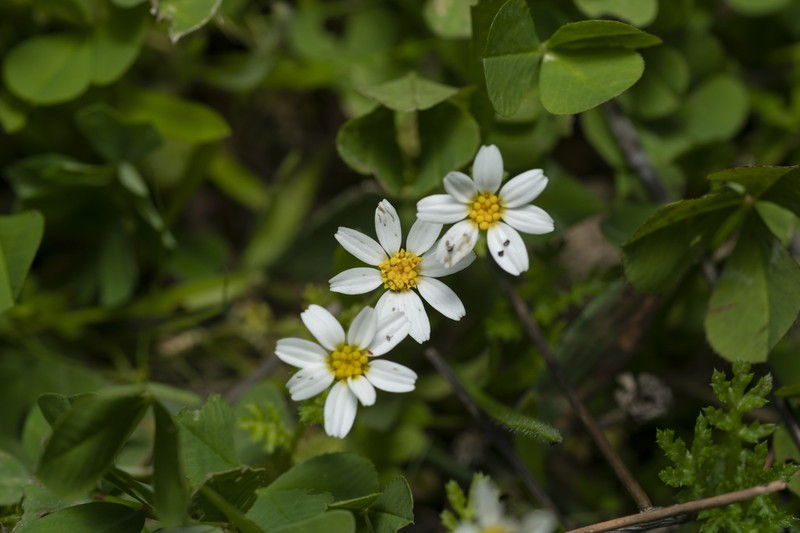 Anthemis chia photo 3