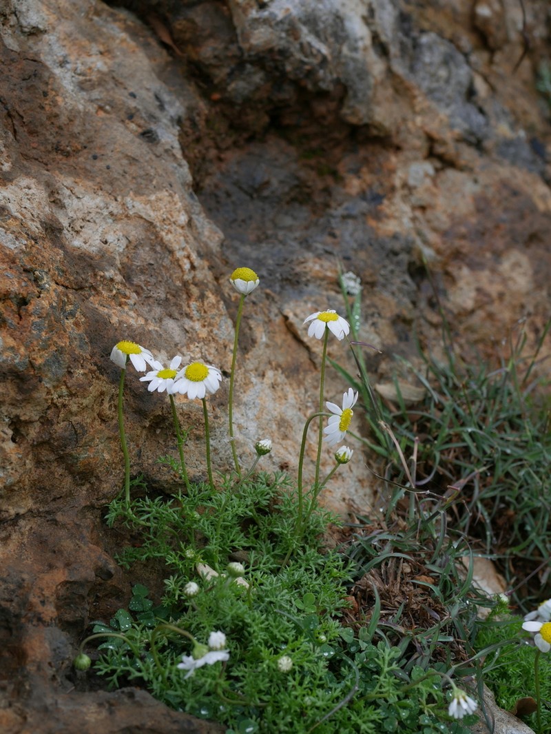 Anthemis chia photo 4