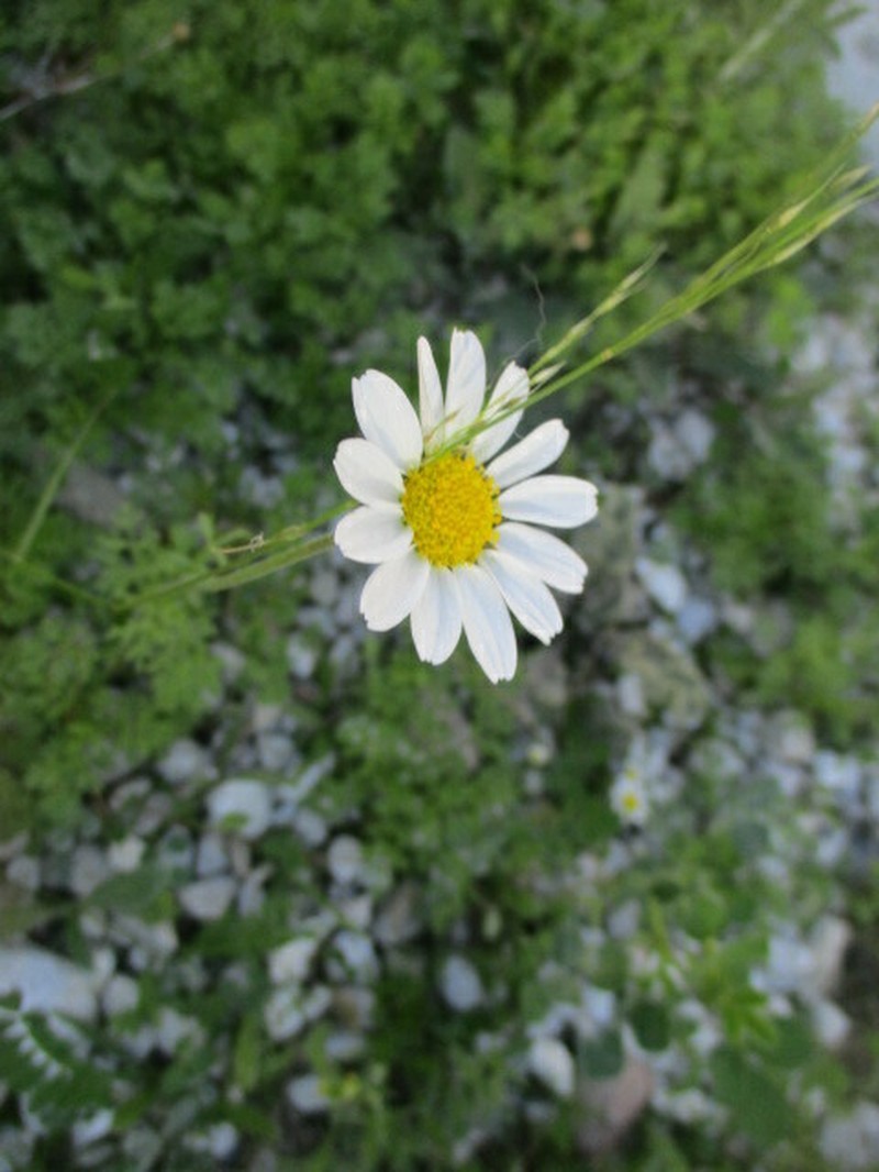 Anthemis chia photo 5