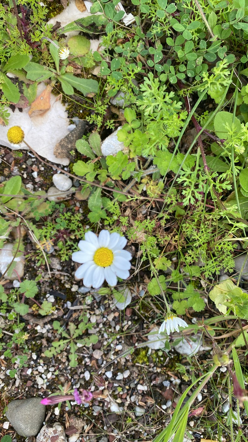 Anthemis chia photo 6