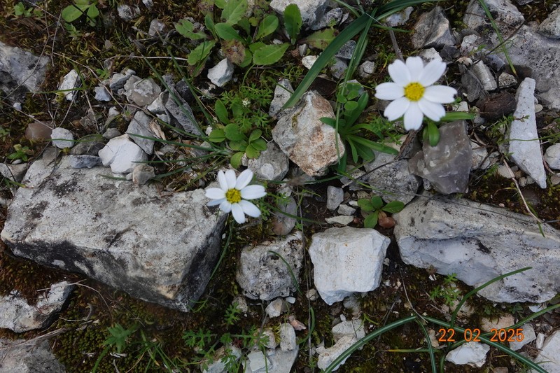 Anthemis chia photo 7