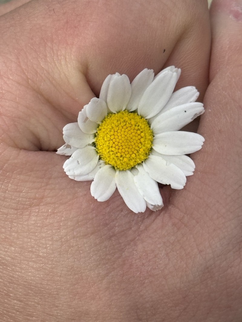 Anthemis chia photo 8