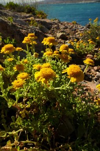 Anthemis chrysantha