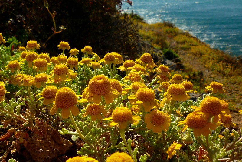 Anthemis chrysantha photo 3