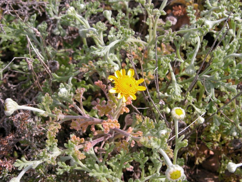 Anthemis chrysantha photo 4