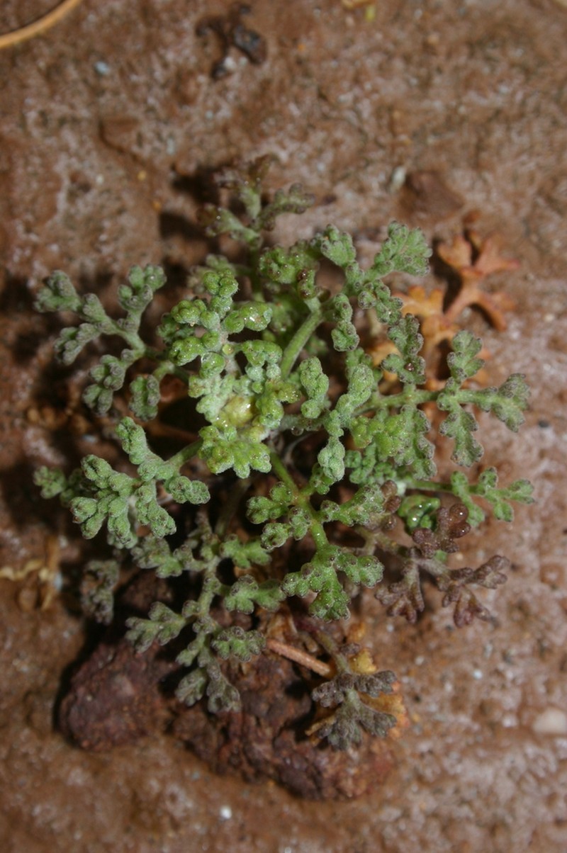 Anthemis chrysantha photo 5