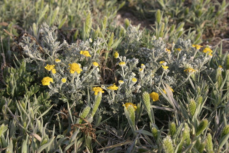 Anthemis chrysantha photo 7