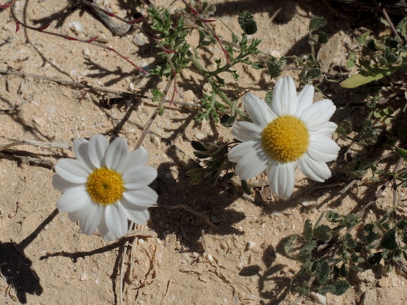 Anthemis confusa