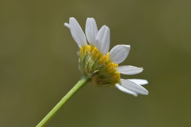 Anthemis cornucopiae photo 3