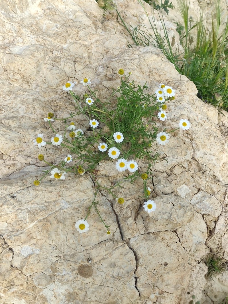 Anthemis cornucopiae photo 4