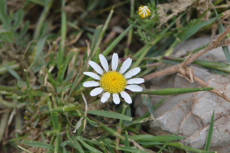 Anthemis cornucopiae photo 5