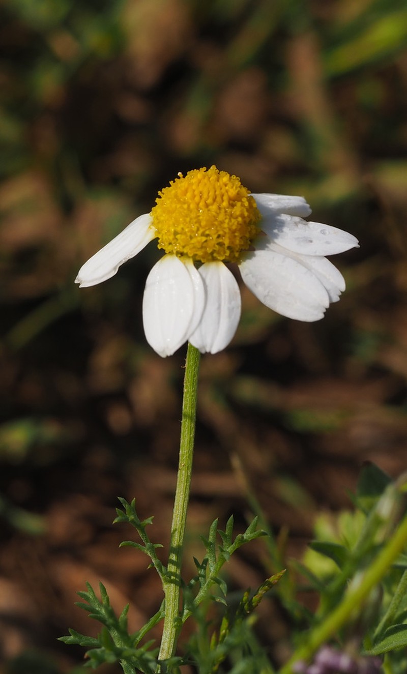 Anthemis cornucopiae photo 7