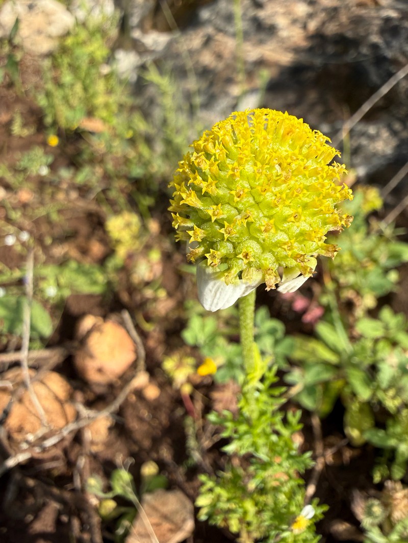 Anthemis cornucopiae photo 8