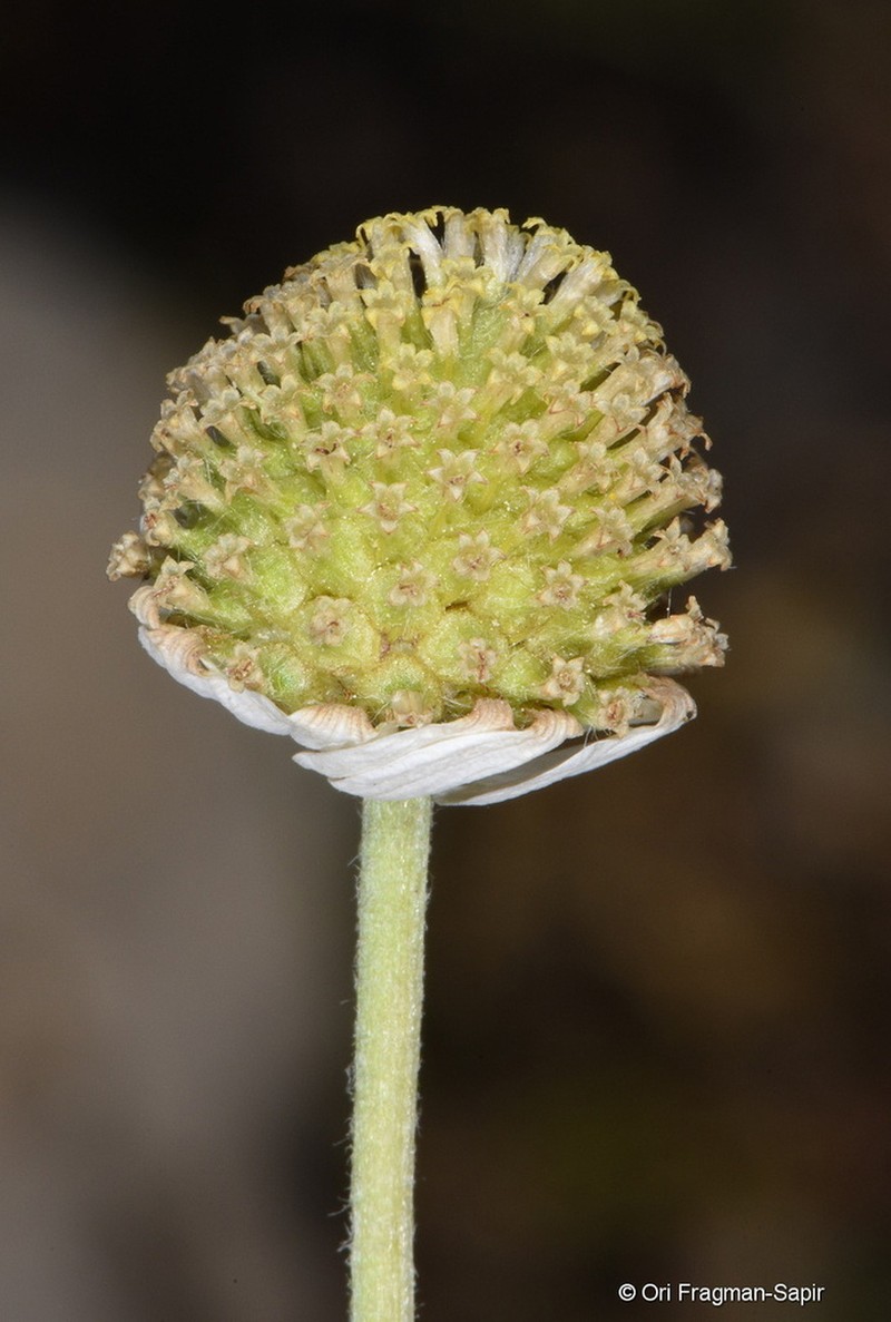 Anthemis cornucopiae