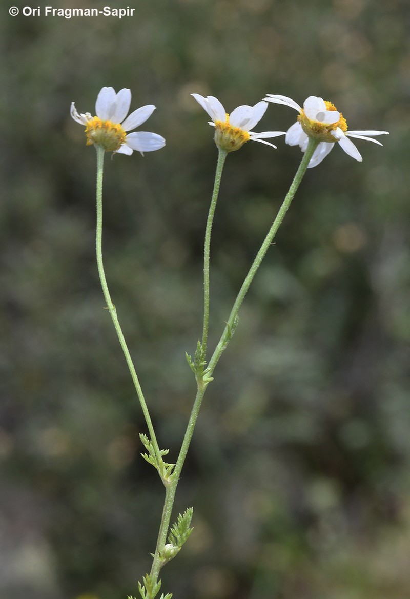 Anthemis cornucopiae photo 2