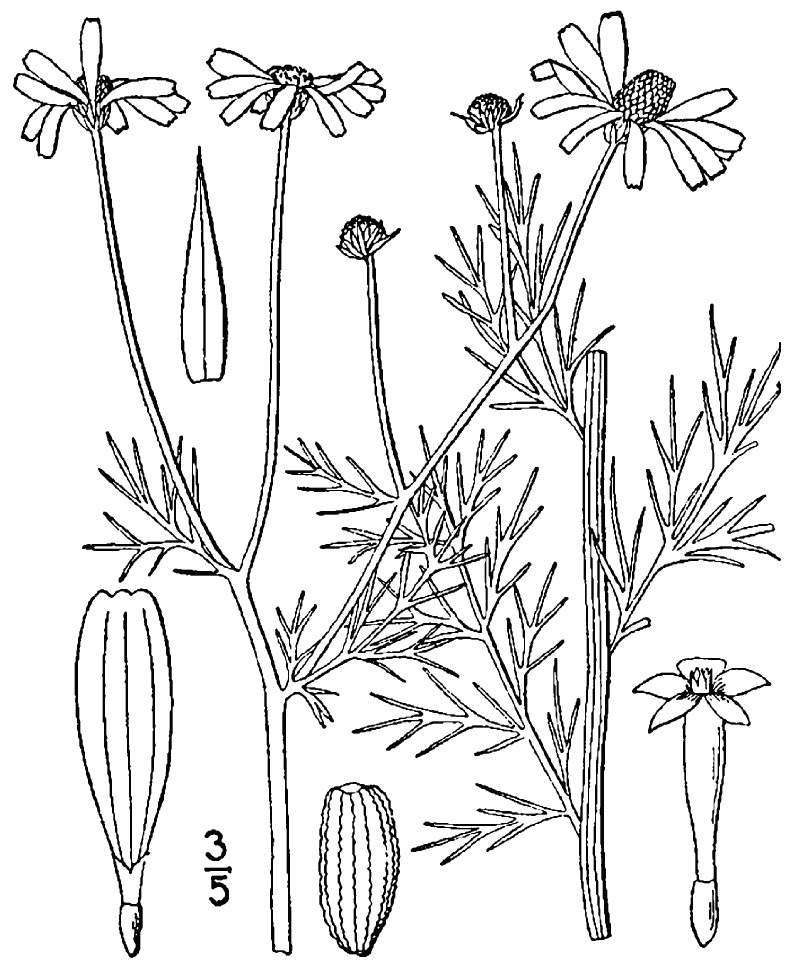 Stinking Chamomile photo 2