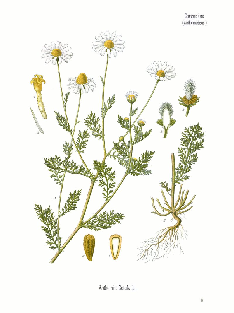 Stinking Chamomile