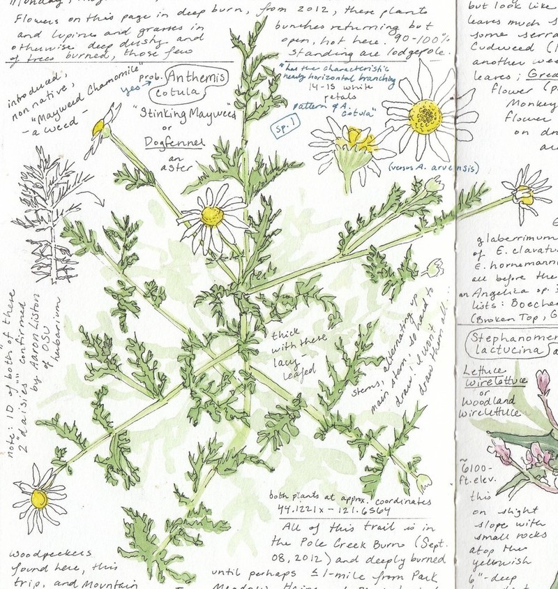 Stinking Chamomile photo 3