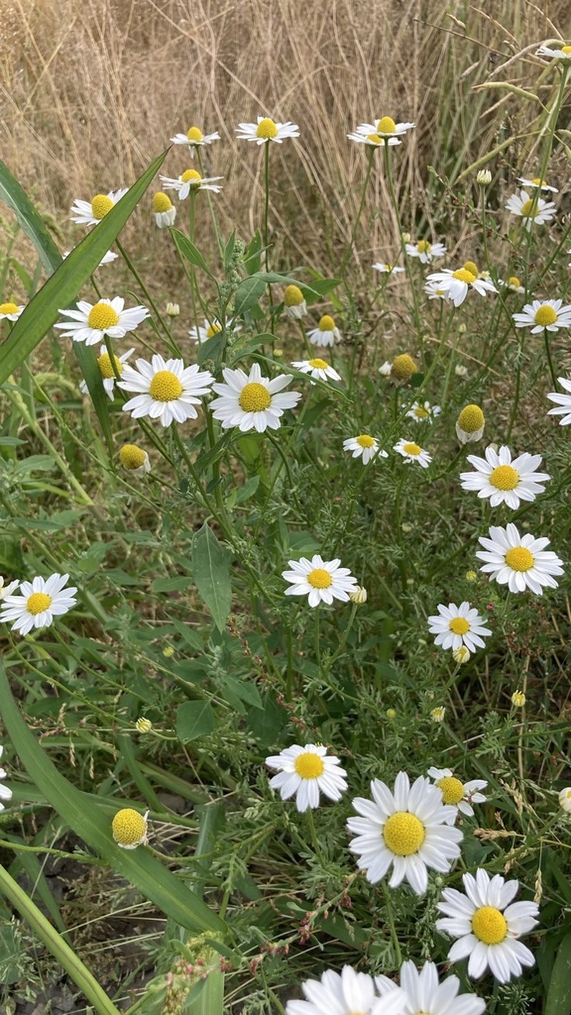 Stinking Chamomile photo 4
