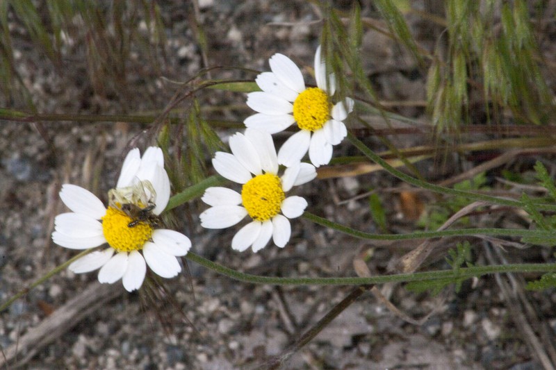 Stinking Chamomile photo 5