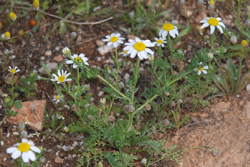 Stinking Chamomile photo 6