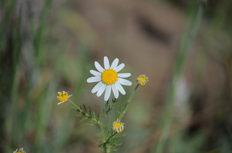 Stinking Chamomile photo 7